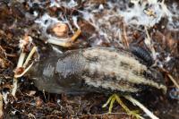 Limax cinereoniger