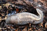 Limax cinereoniger