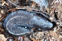 Limax cinereoniger