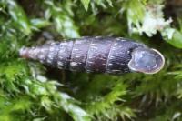 Clausilia bidentata