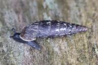 Clausilia bidentata