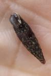 Clausilia bidentata