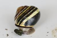 Cepaea nemoralis