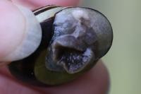 Cepaea nemoralis