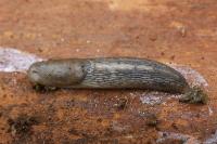 Lehmannia marginata