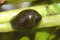 Physa fontinalis