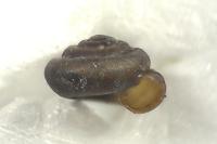 Pyramidula pusilla