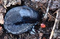 Limax cinereoniger