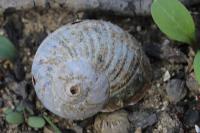 Cornu aspersum