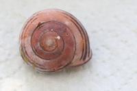 Cepaea nemoralis