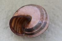 Cepaea nemoralis