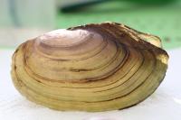 Anodonta anatina
