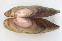 Anodonta anatina
