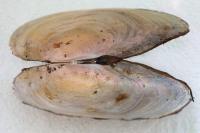 Anodonta anatina
