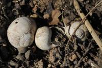 Helix pomatia