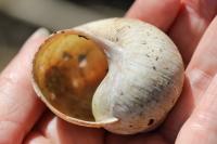 Helix pomatia