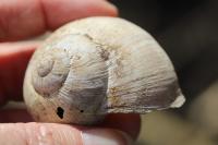 Helix pomatia