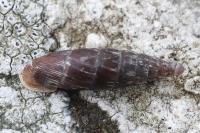 Clausilia bidentata