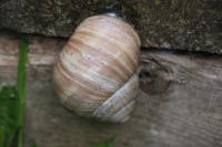 Helix pomatia