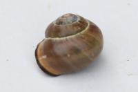 Cepaea nemoralis