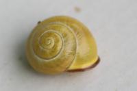 Cepaea nemoralis