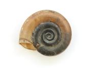 Planorbis planorbis