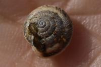 Xeroplexa intersecta