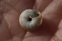 Xeroplexa intersecta