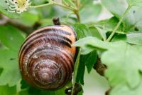 Cepaea nemoralis