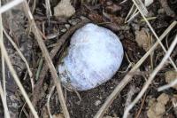Cornu aspersum
