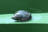 Oxyloma elegans