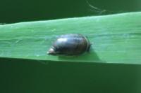 Oxyloma elegans