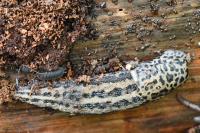 Limax maximus