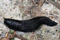 Limax cinereoniger