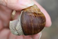Helix pomatia