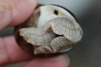 Helix pomatia