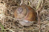 Helix pomatia