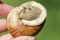 Helix pomatia