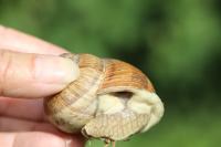 Helix pomatia
