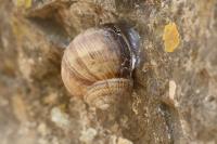 Helix pomatia