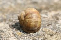 Helix pomatia