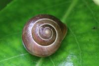 Cepaea nemoralis