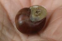 Cepaea nemoralis