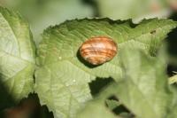 Cepaea nemoralis