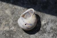 Cornu aspersum
