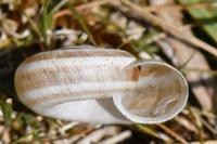 Helicella itala