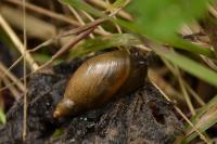 Succinea