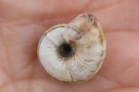 Cernuella aginnica
