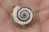 Cernuella aginnica