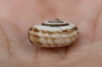 Cernuella aginnica